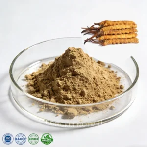 Cordyceps sinensis Extract
